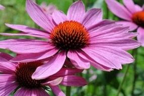 Echinacea šťáva pro léčbu prostatitidy